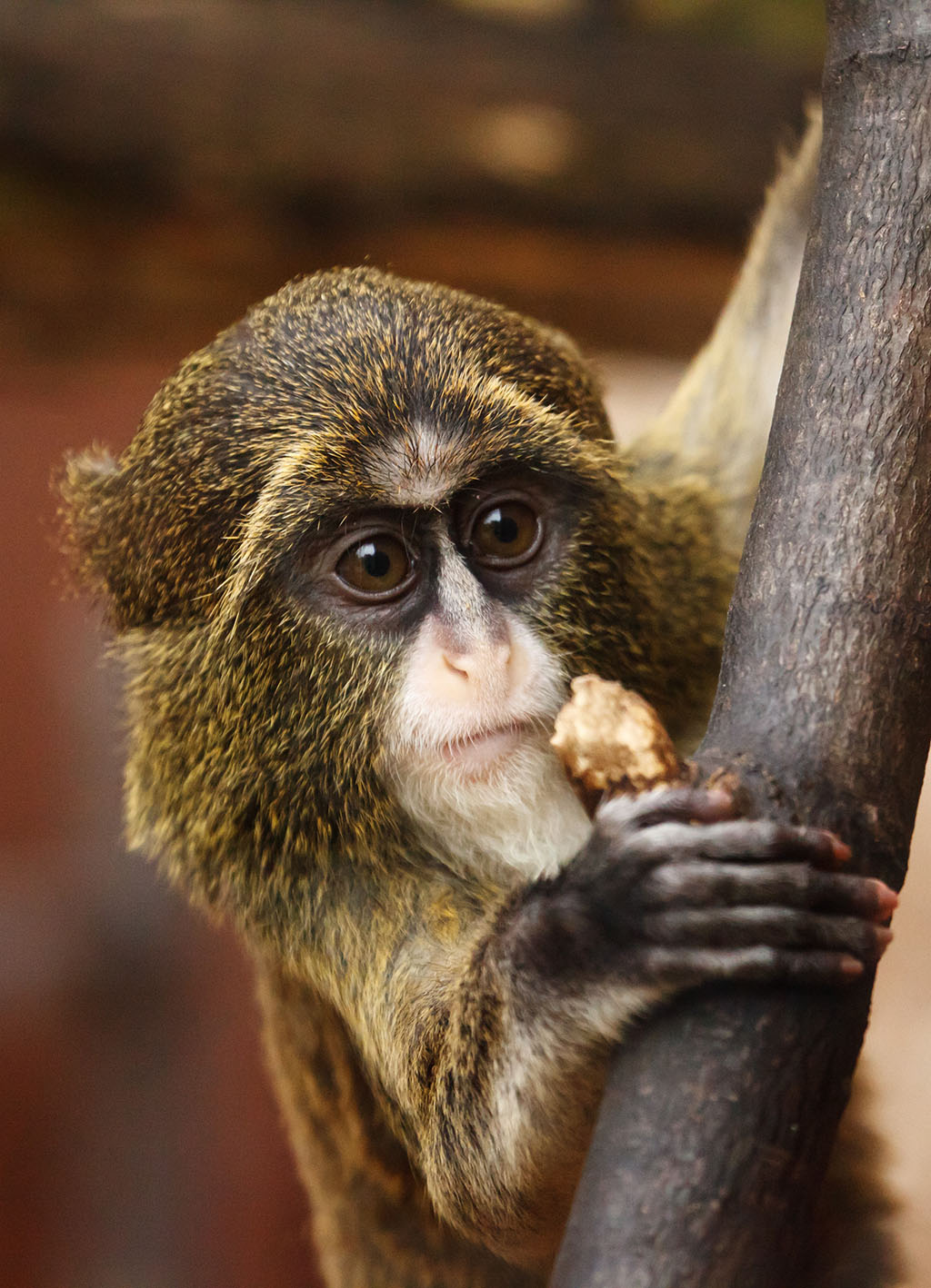 ?image=Animals/africa-21115.jpg