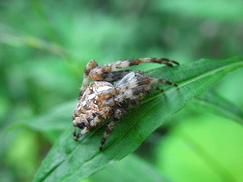 ?image=Animals/arachne-54402.jpg