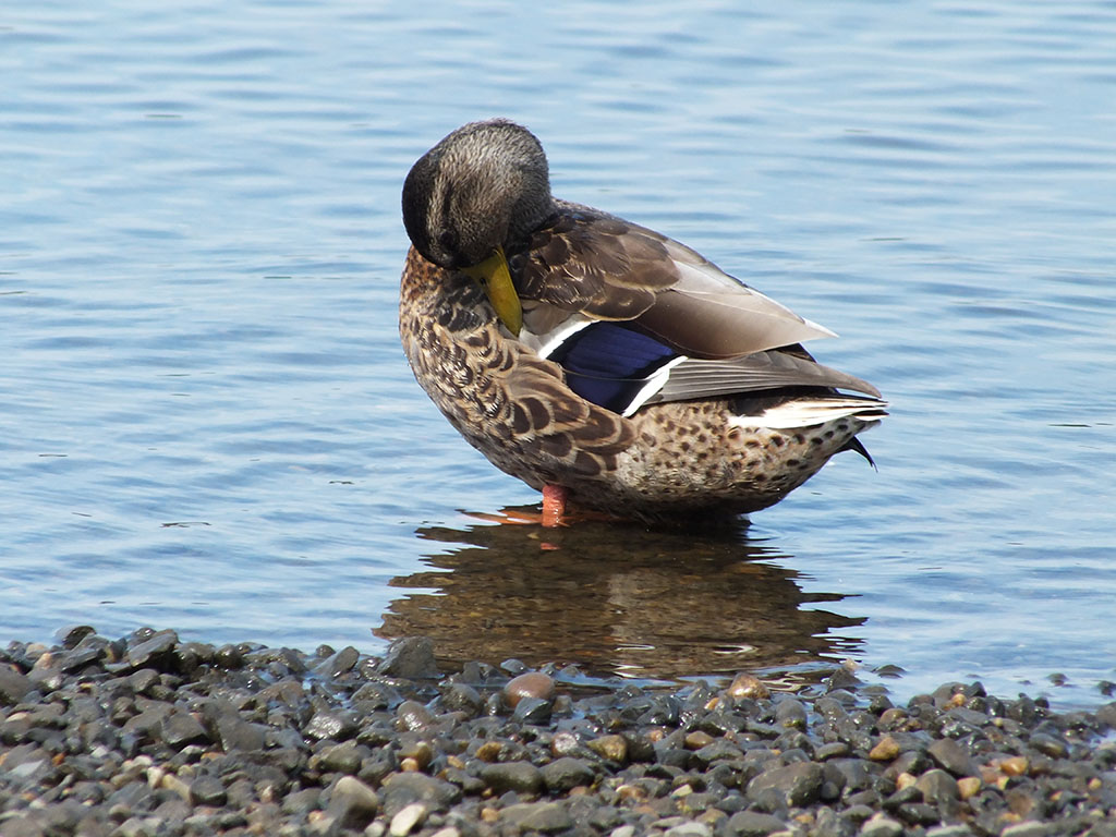 ?image=Animals/duck-61057.jpg