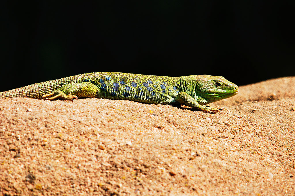 ?image=Animals/emerald-lizard-50366.jpg