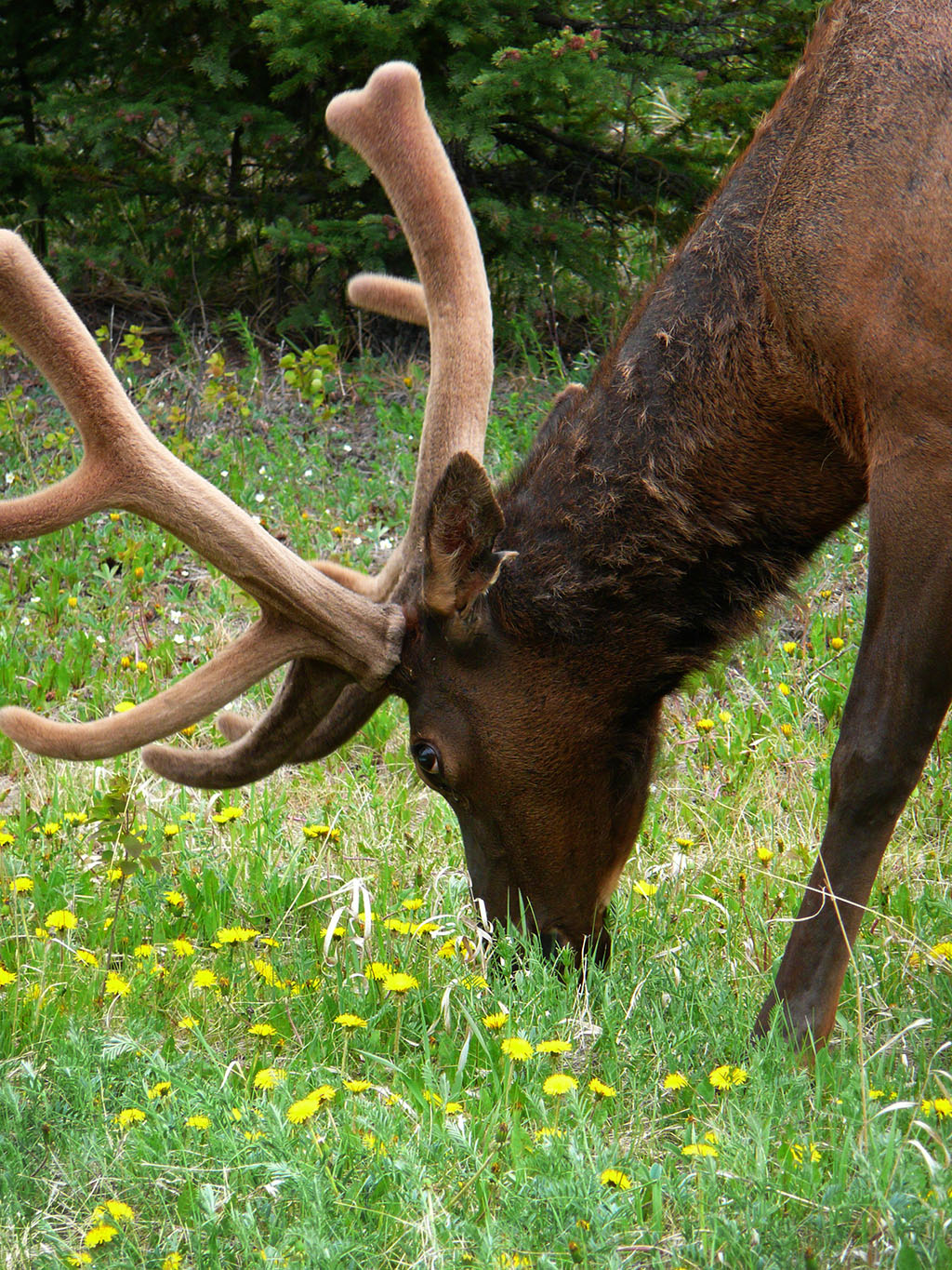 ?image=Animals/grazing-elk-55219.jpg