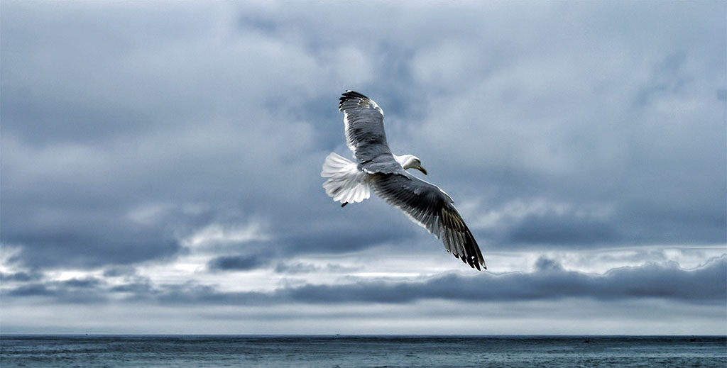 ?image=Animals/gull-58077.jpg