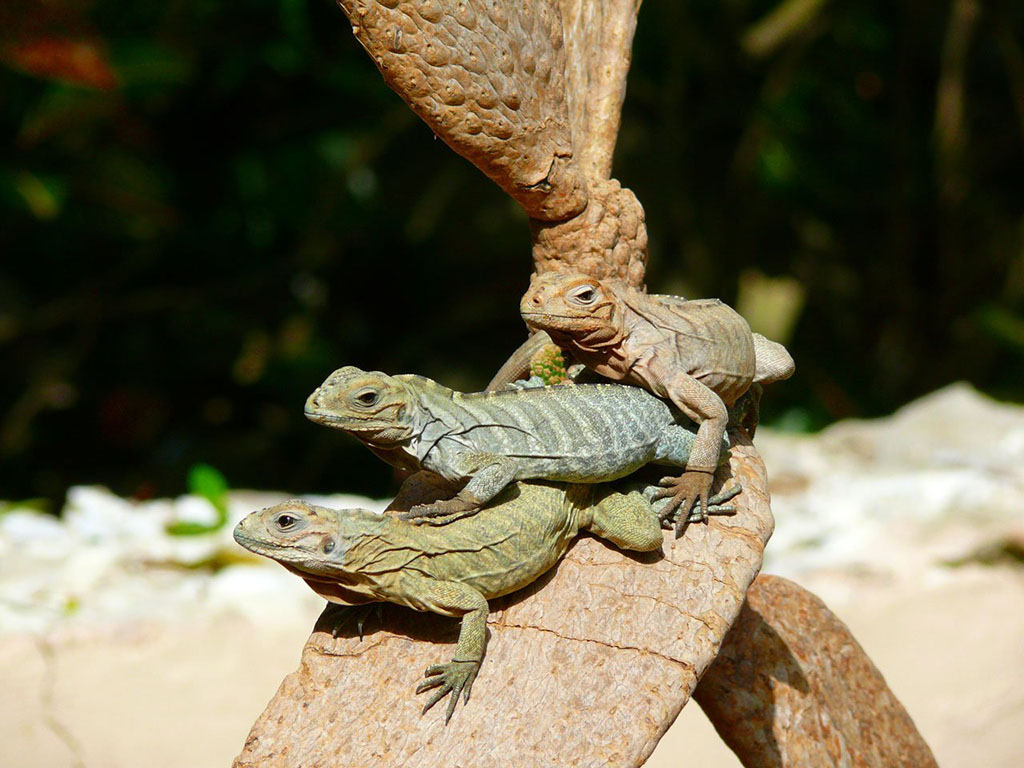 ?image=Animals/iguanas-1887.jpg