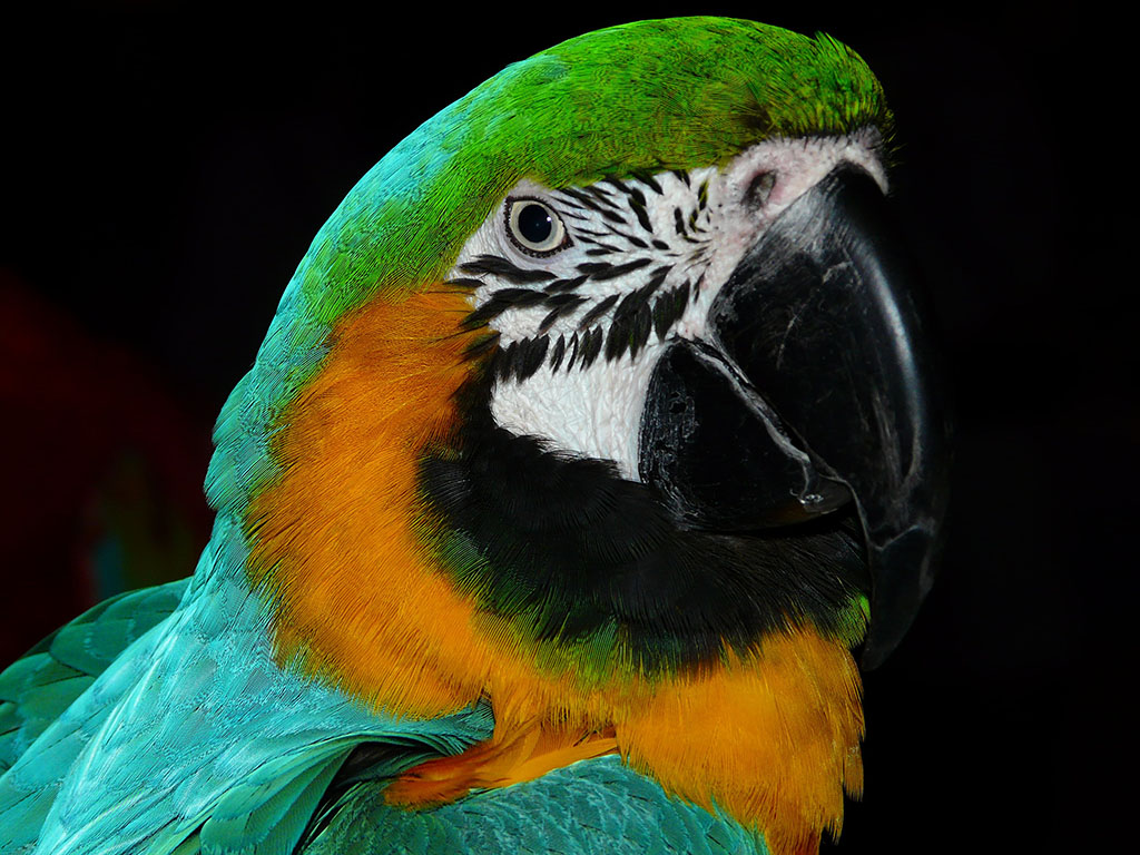 ?image=Animals/parrot-4078.jpg