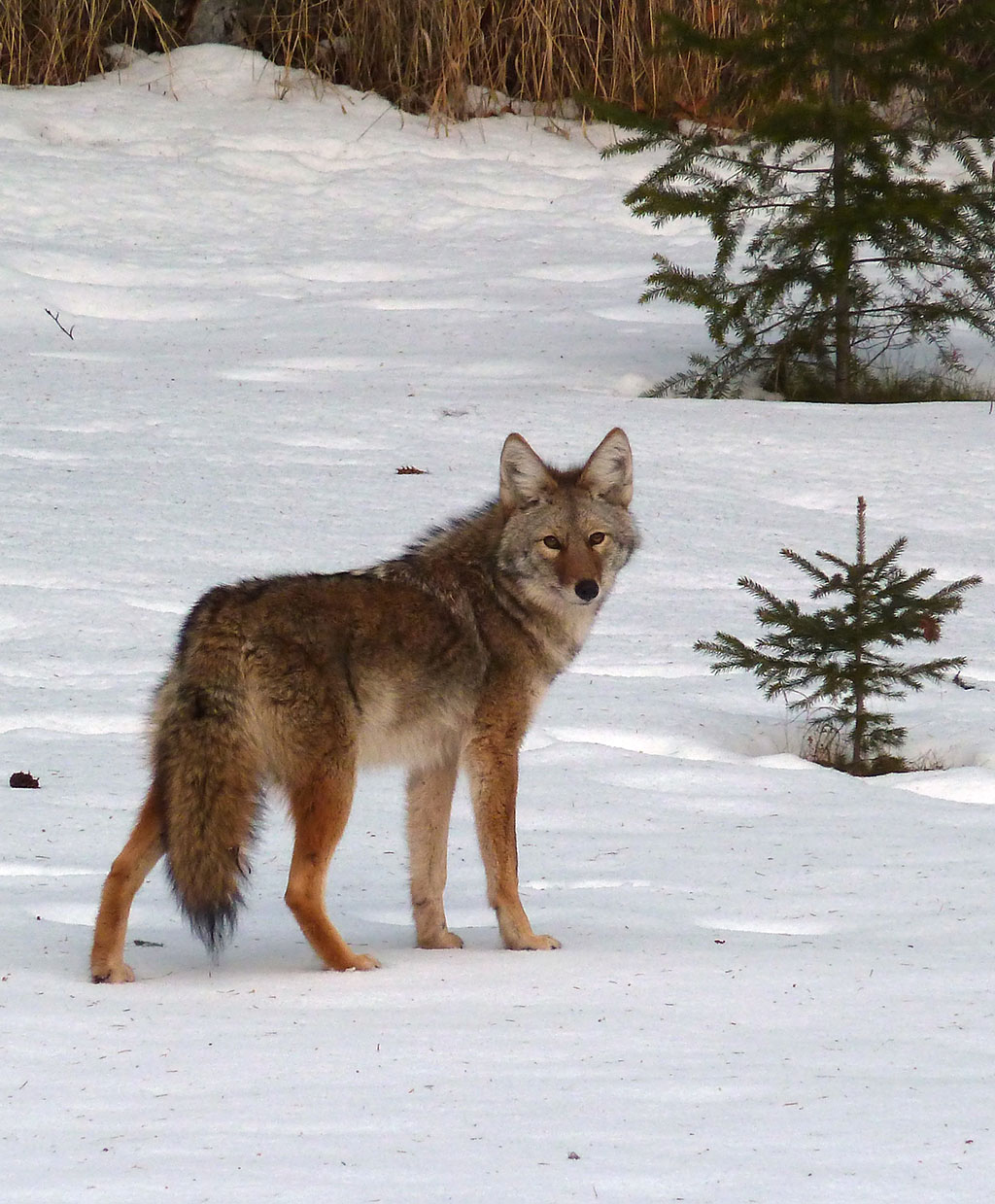 ?image=Animals/coyote-57490.jpg