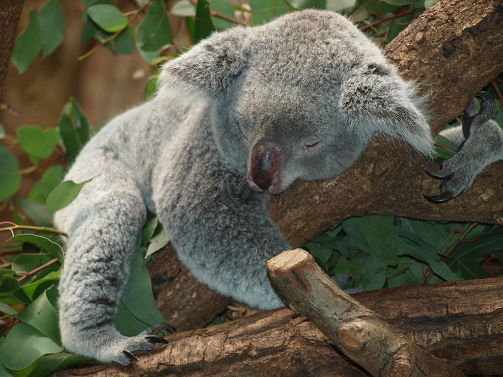 ?image=Animals/koala-bear-9960.jpg
