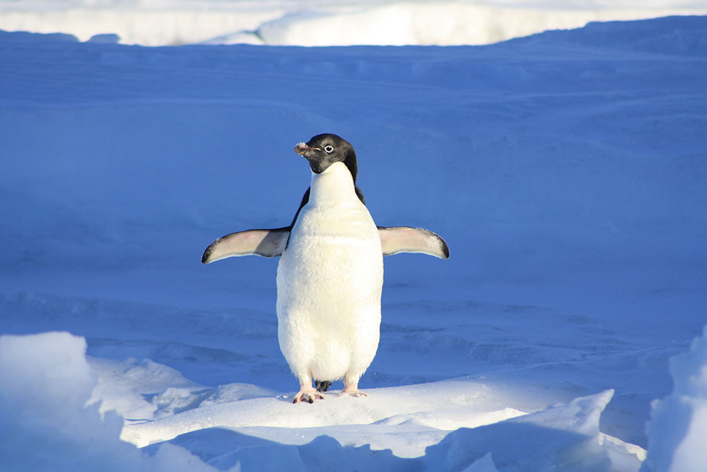 ?image=Animals/penguin-56101.jpg