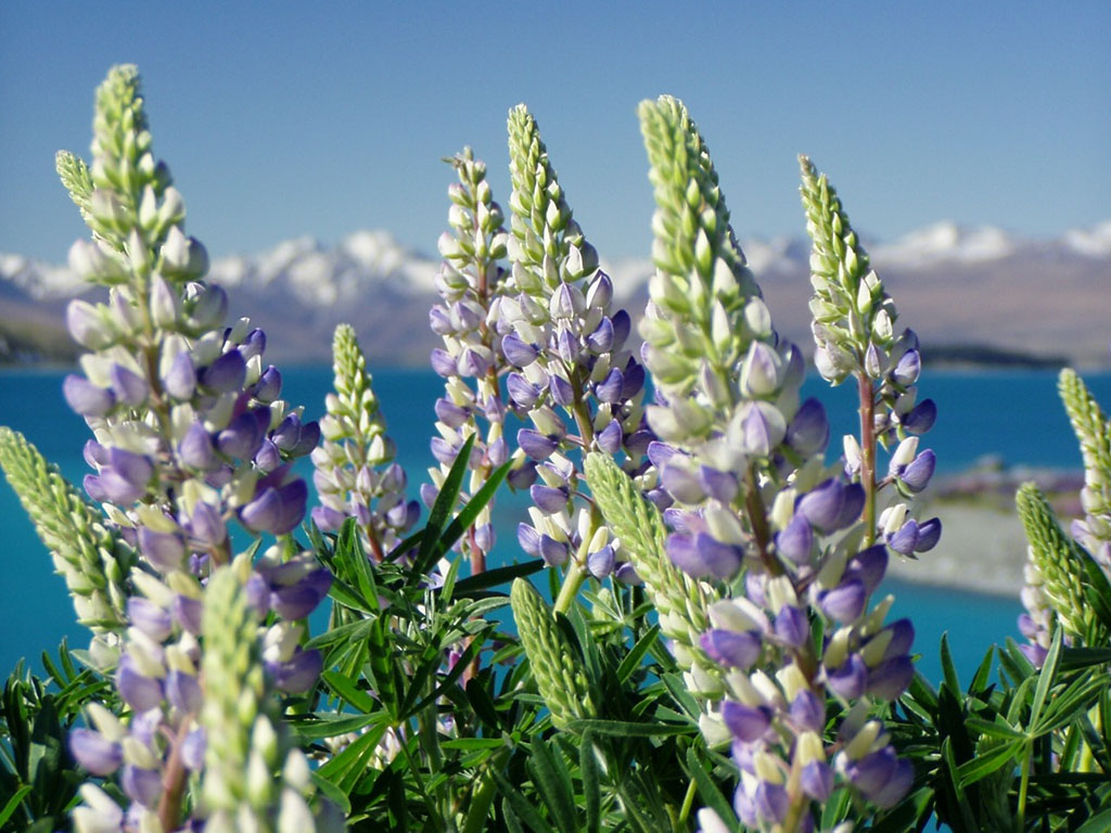?image=Nature/lupinien-49884.jpg