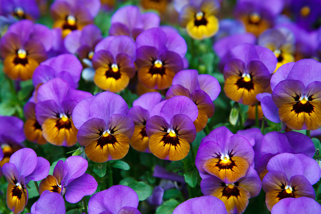 ?image=Nature/pansy-21968.jpg