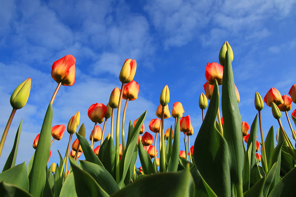 ?image=Nature/tulips-21598.jpg